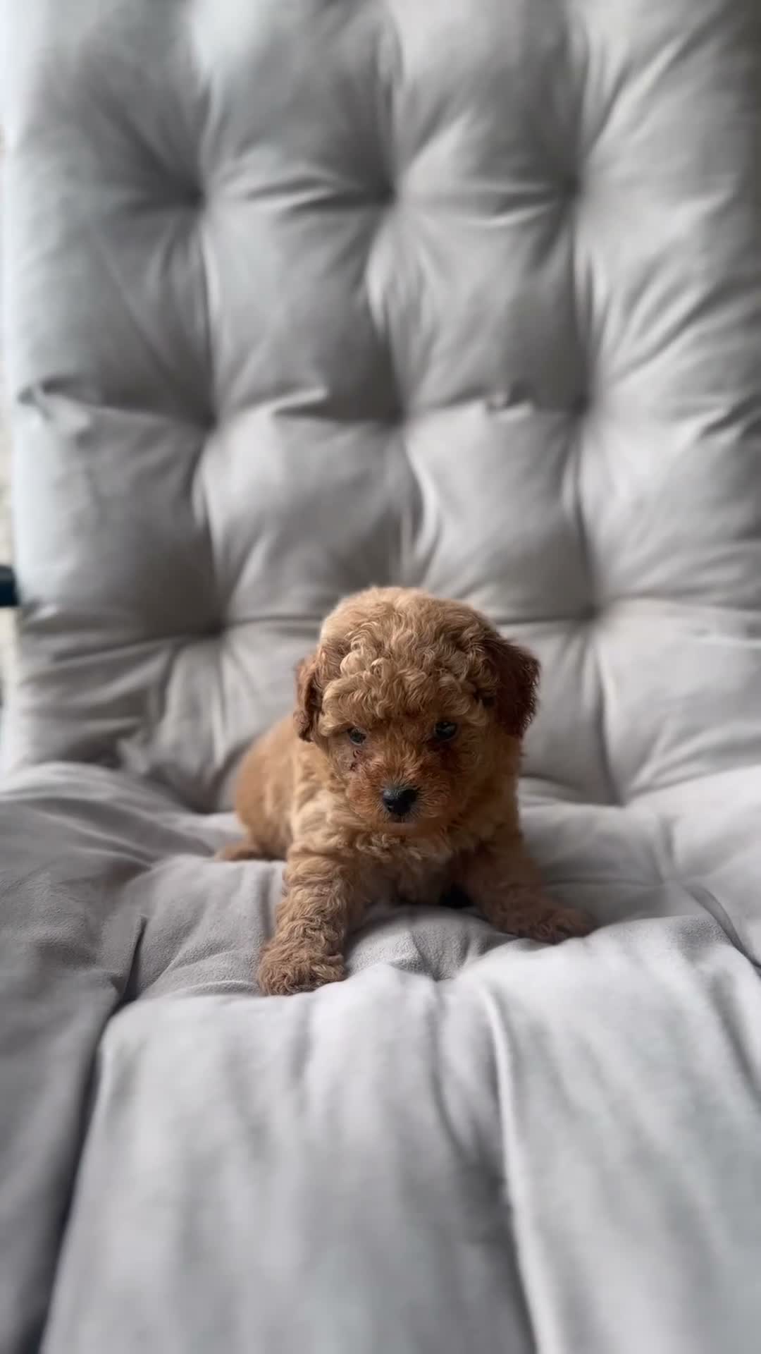 Toy Poodle dogs for sale: AKC Rocko - Video 3