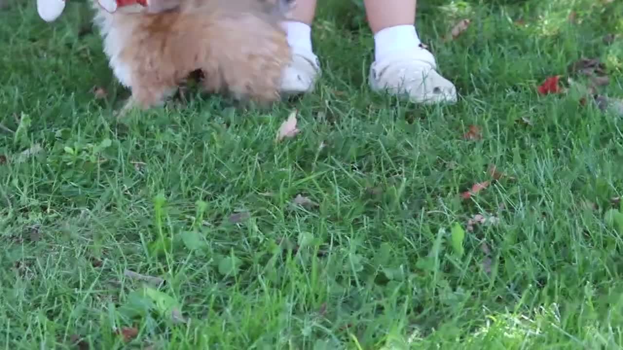 Yochon dogs for sale: Lucy - Video 1