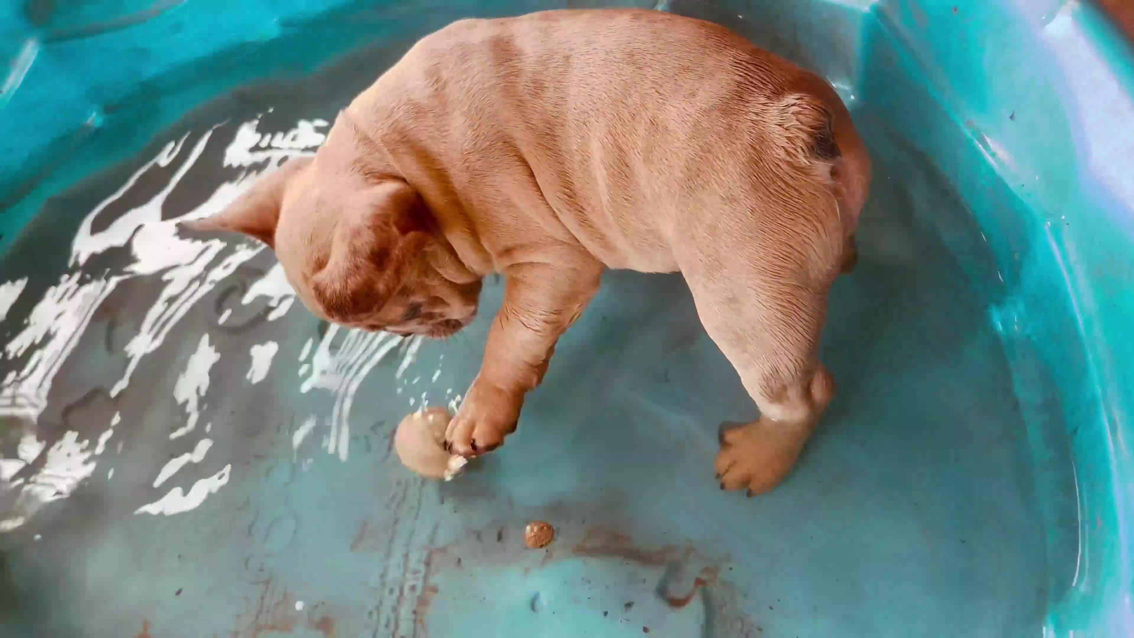 French Bulldog dogs for sale: Reggie - Video 2