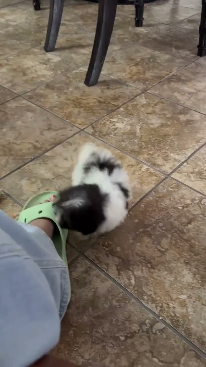 Shihpoo dogs for sale: Theo — The Sweet Little Cuddle Bug - Video 1