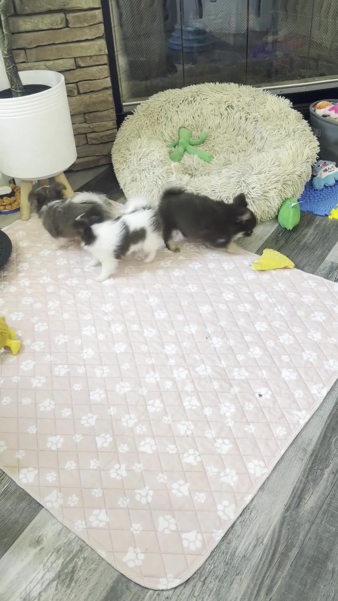Chihuahua dogs for sale: Katrina - Video 2