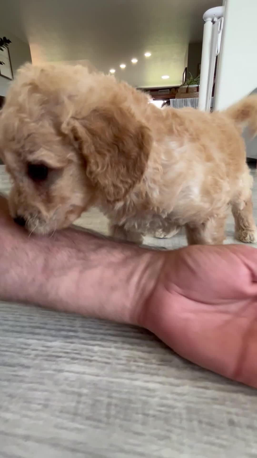 Mini Goldendoodle dogs for sale: Chip - Video 1