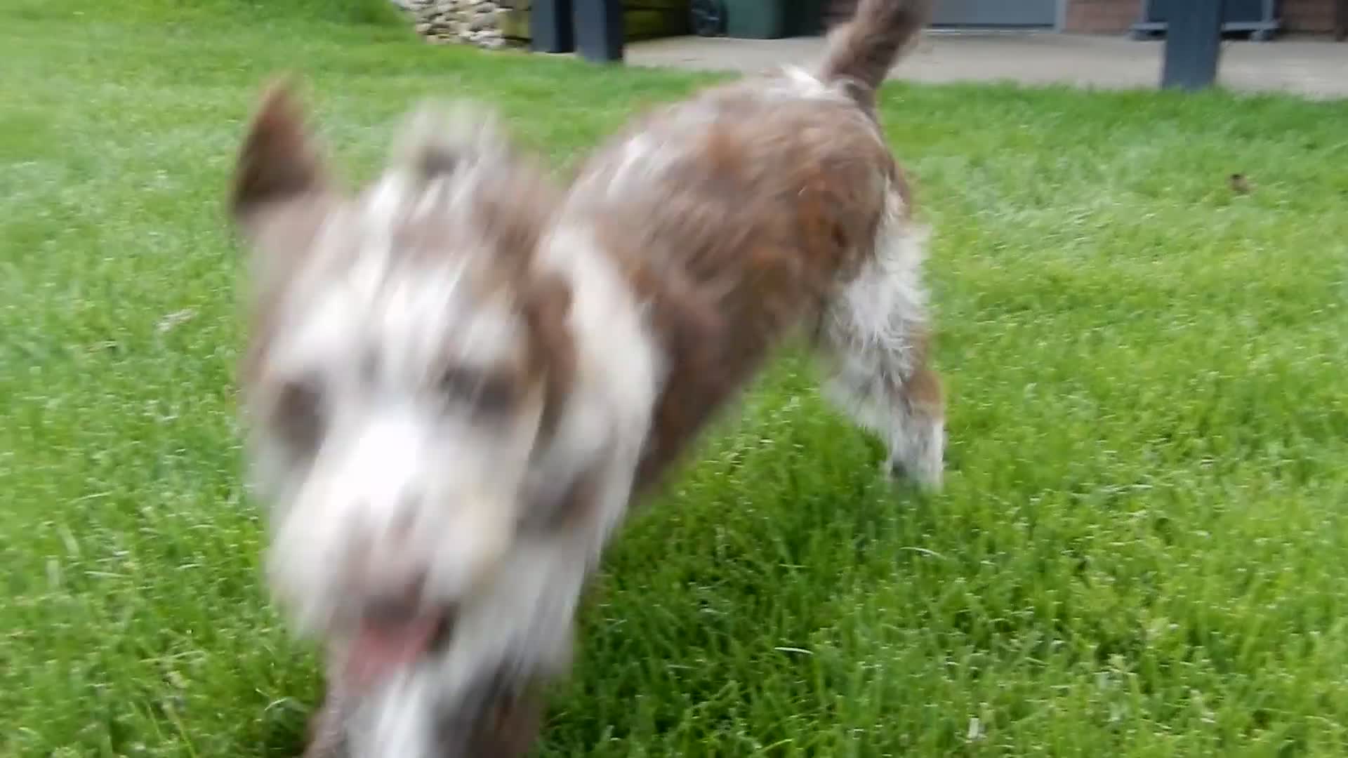 Labradoodle dogs for sale: Sweetie - Video 1