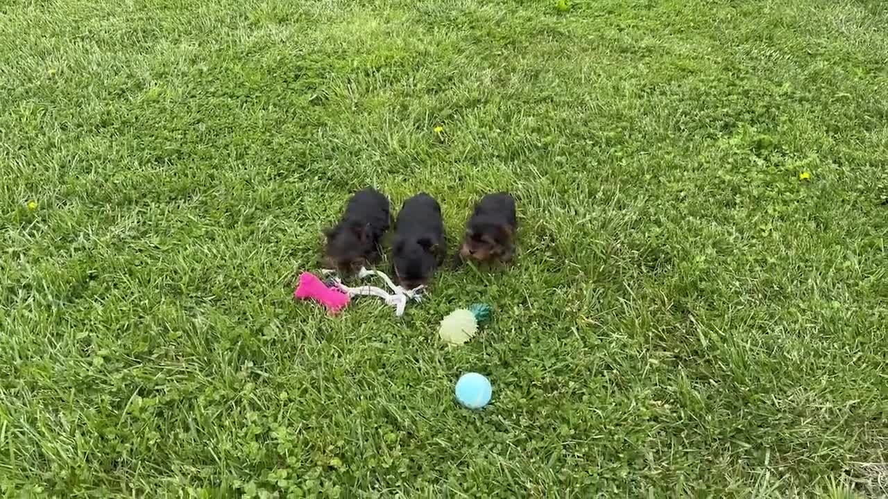 Yorkshire Terrier dogs for sale: Owen - Video 1