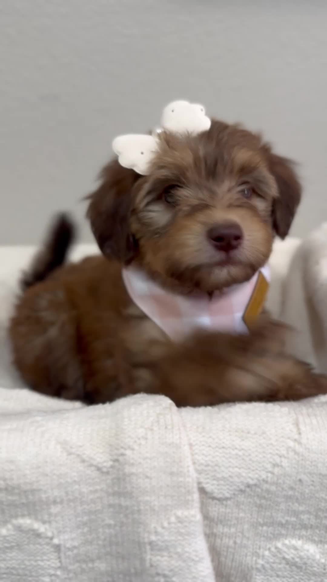 Mini Bernedoodle dogs for sale: Mini Bernedoodle Mocha- Pink Collar - Video 1