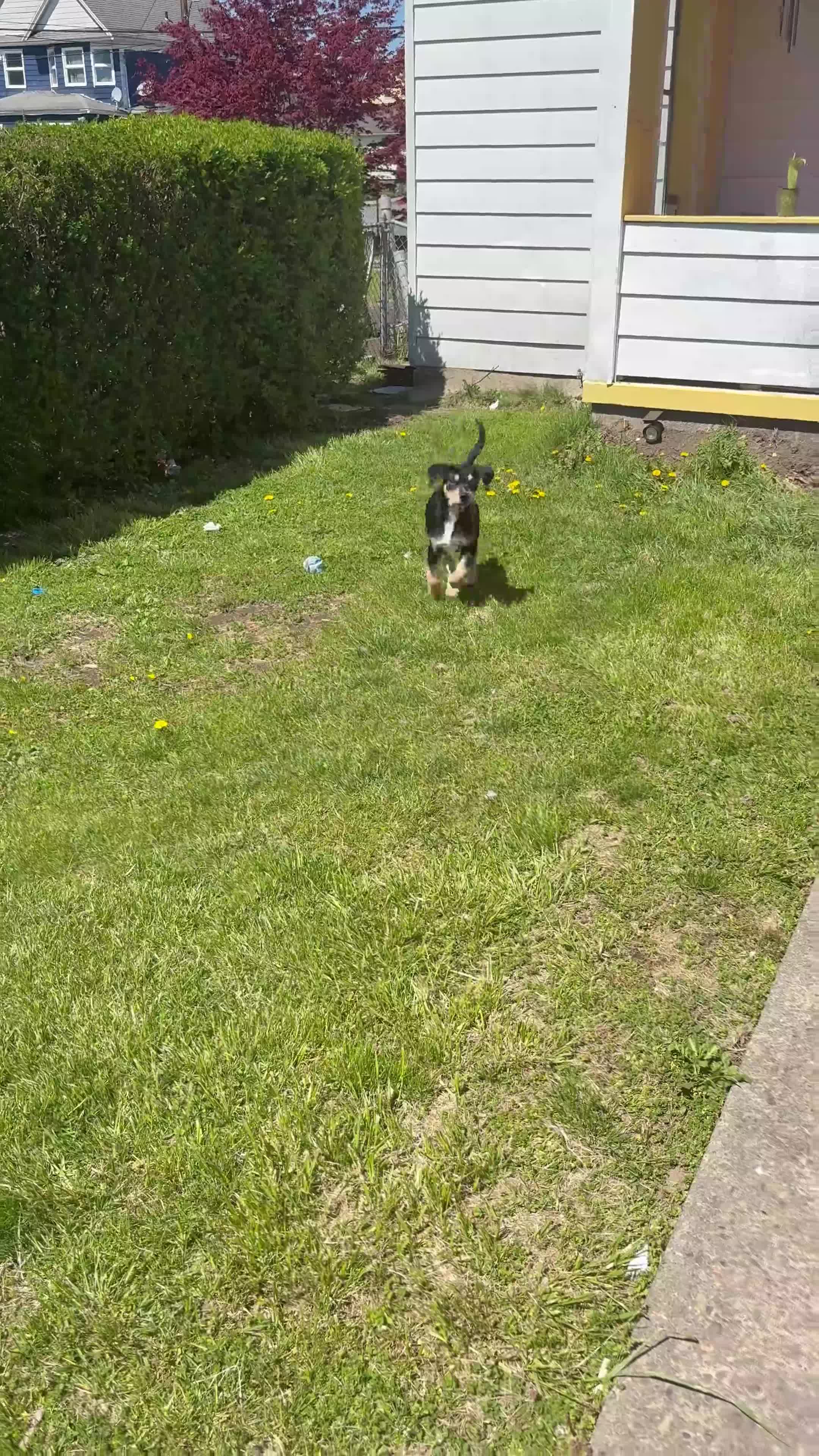 Mixed Breed dogs for sale: Mixed Breed Puppy 1 - Video 2