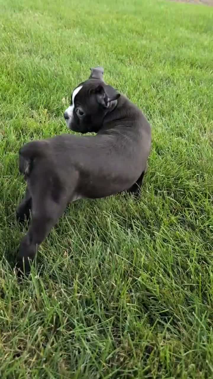 Boston Terrier dogs for sale: Tyson - Video 1