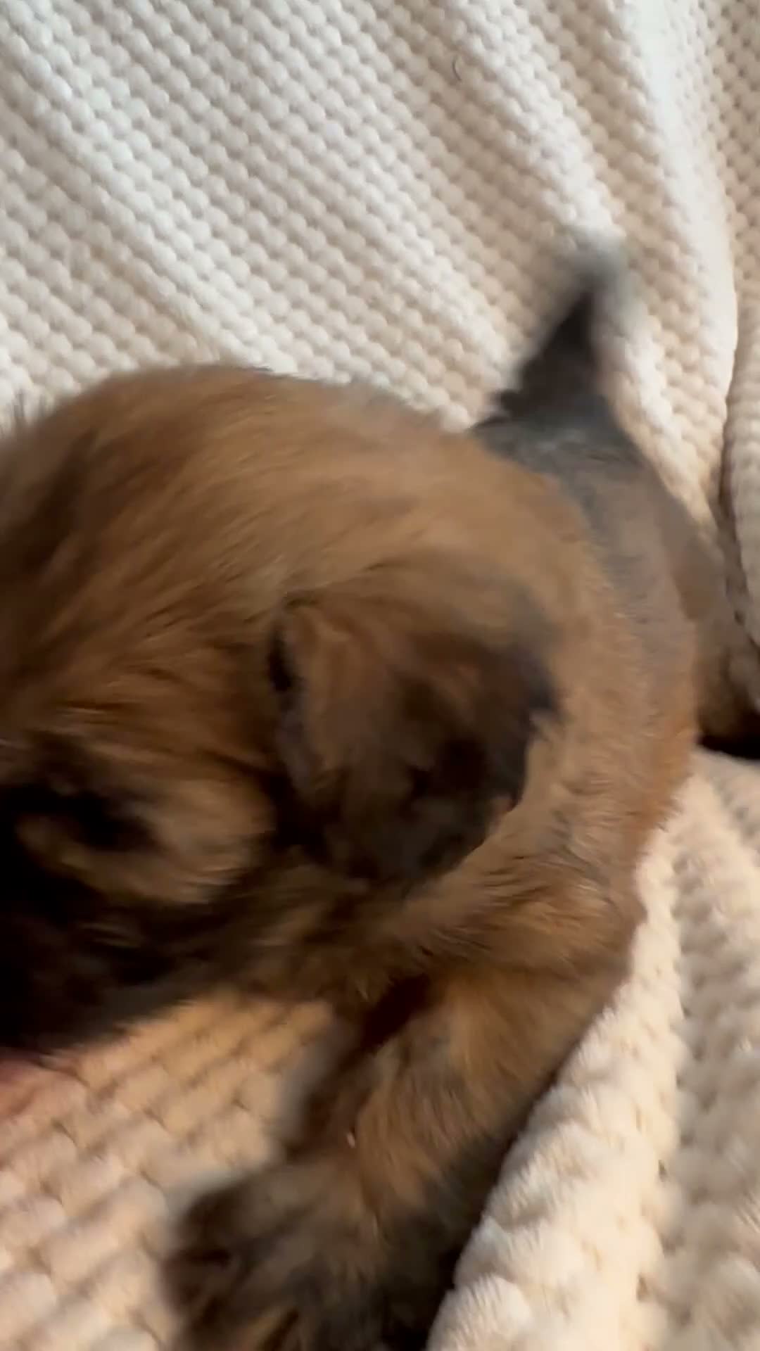 Mixed Breed dogs for sale: White collar girl  - Video 2
