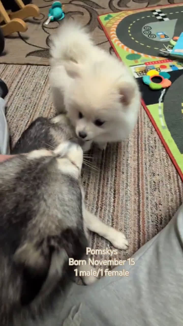 Pomsky dogs for sale: Jack - Video 1
