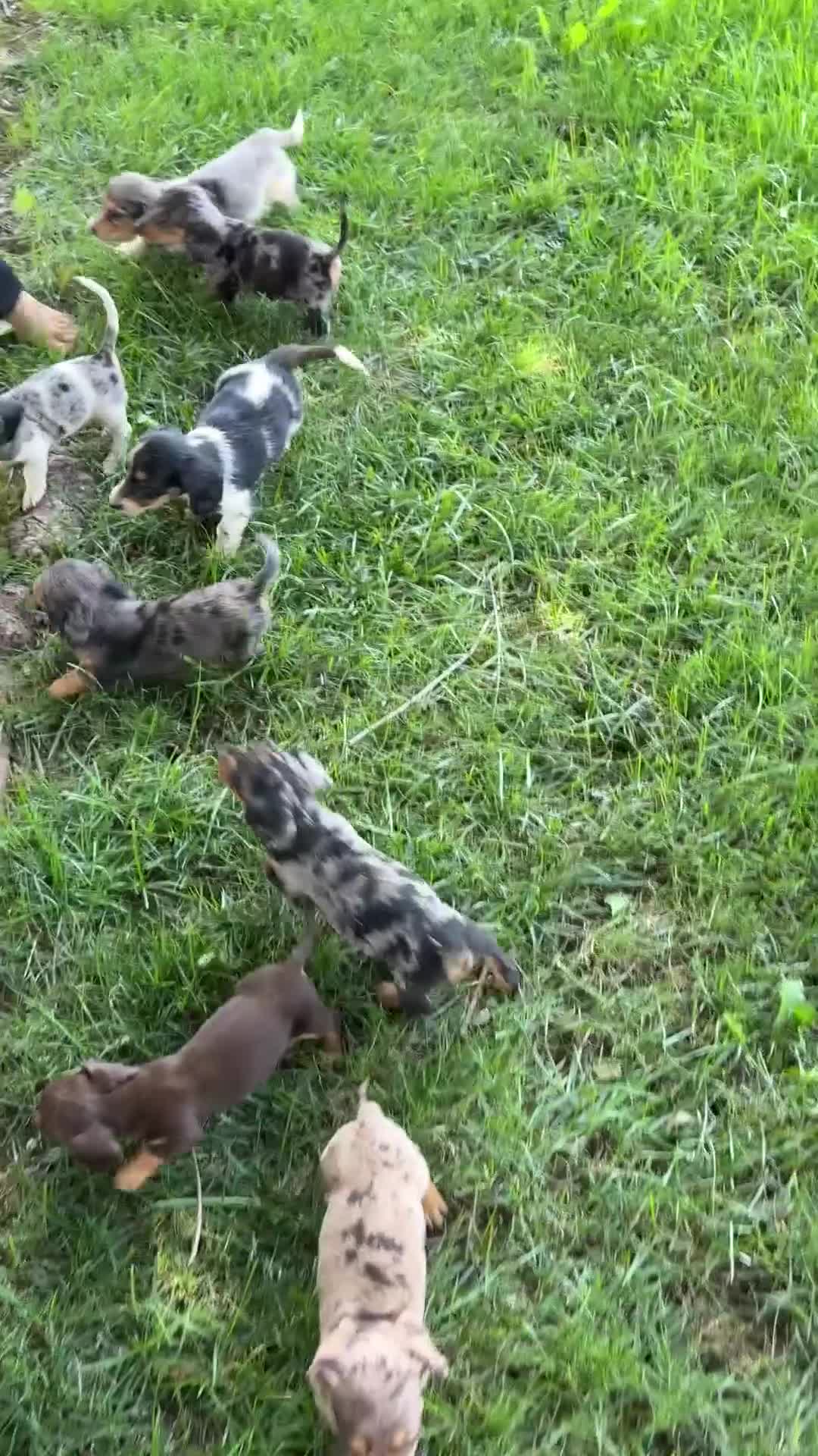 Miniature Dachshund dogs for sale: Tango - Video 1