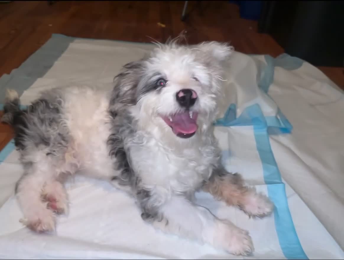 Aussiedoodle dogs for sale: Aussiedoodle 1 - Video 1