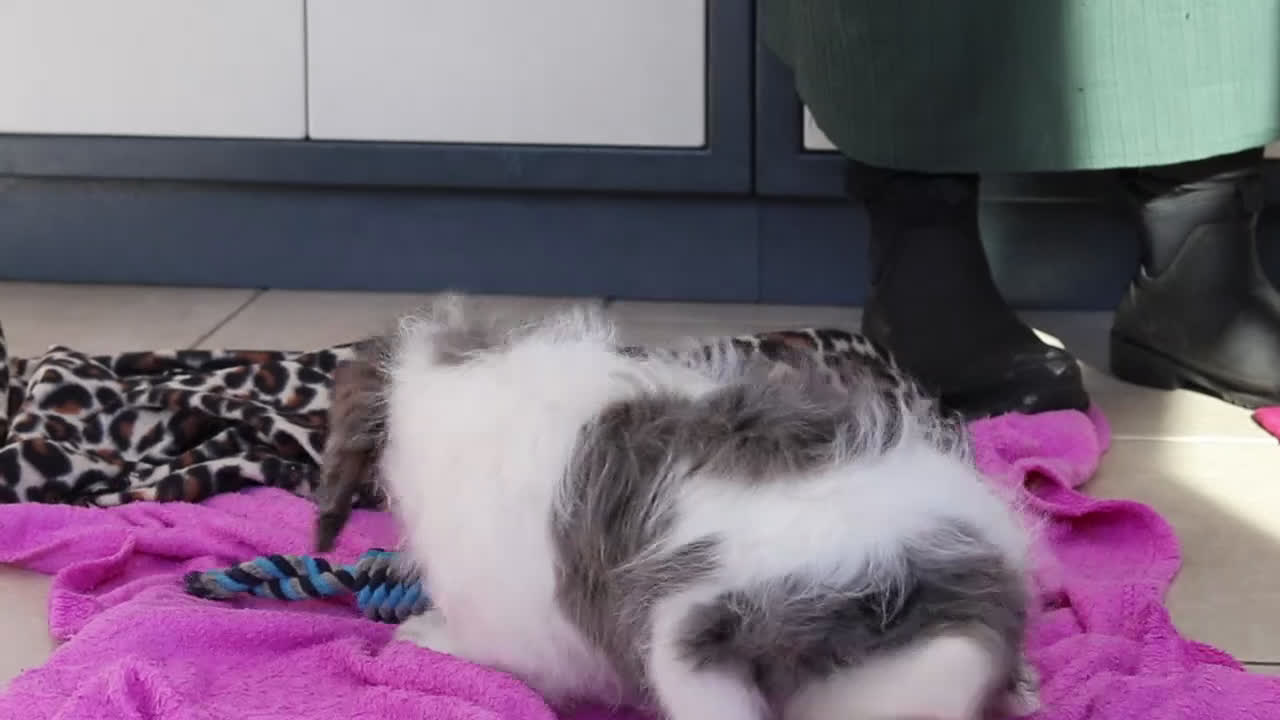 Mini Bernedoodle dogs for sale: Denver — Male —  - Video 3