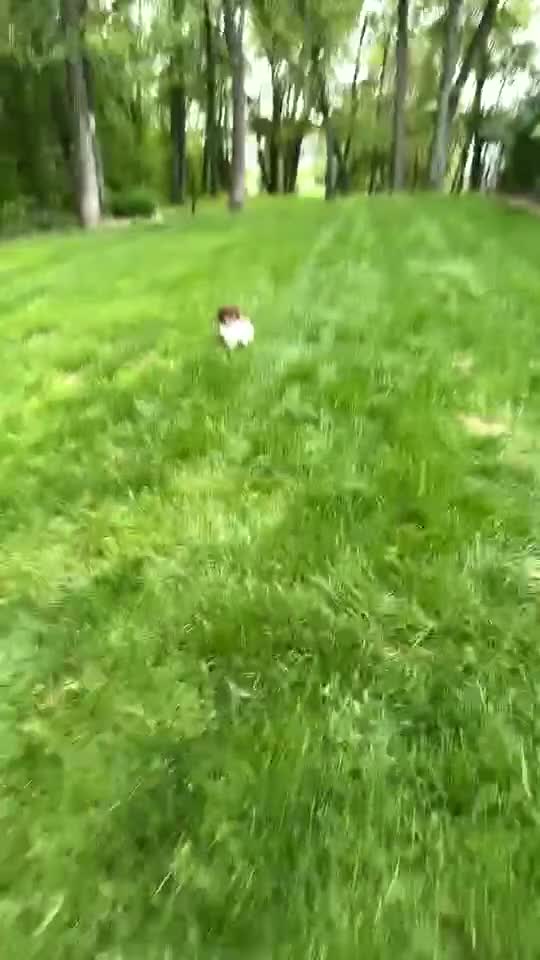 Havanese dogs for sale: Havanese Puppy 6 - Video 1