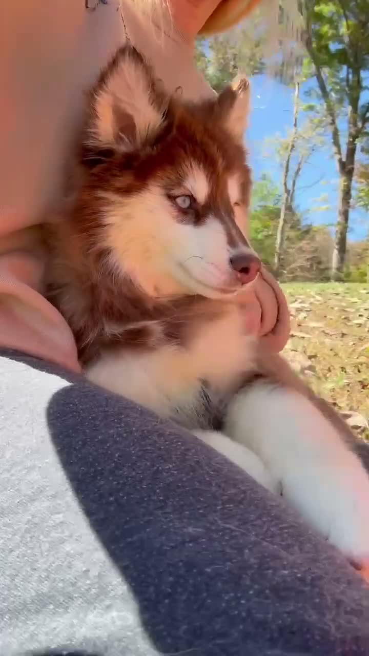 Pomsky dogs for sale: Addie - Video 1