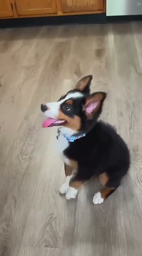 Miniature Australian Shepherd dogs for sale: Miniature Australian Shepherd 1 - Video 3
