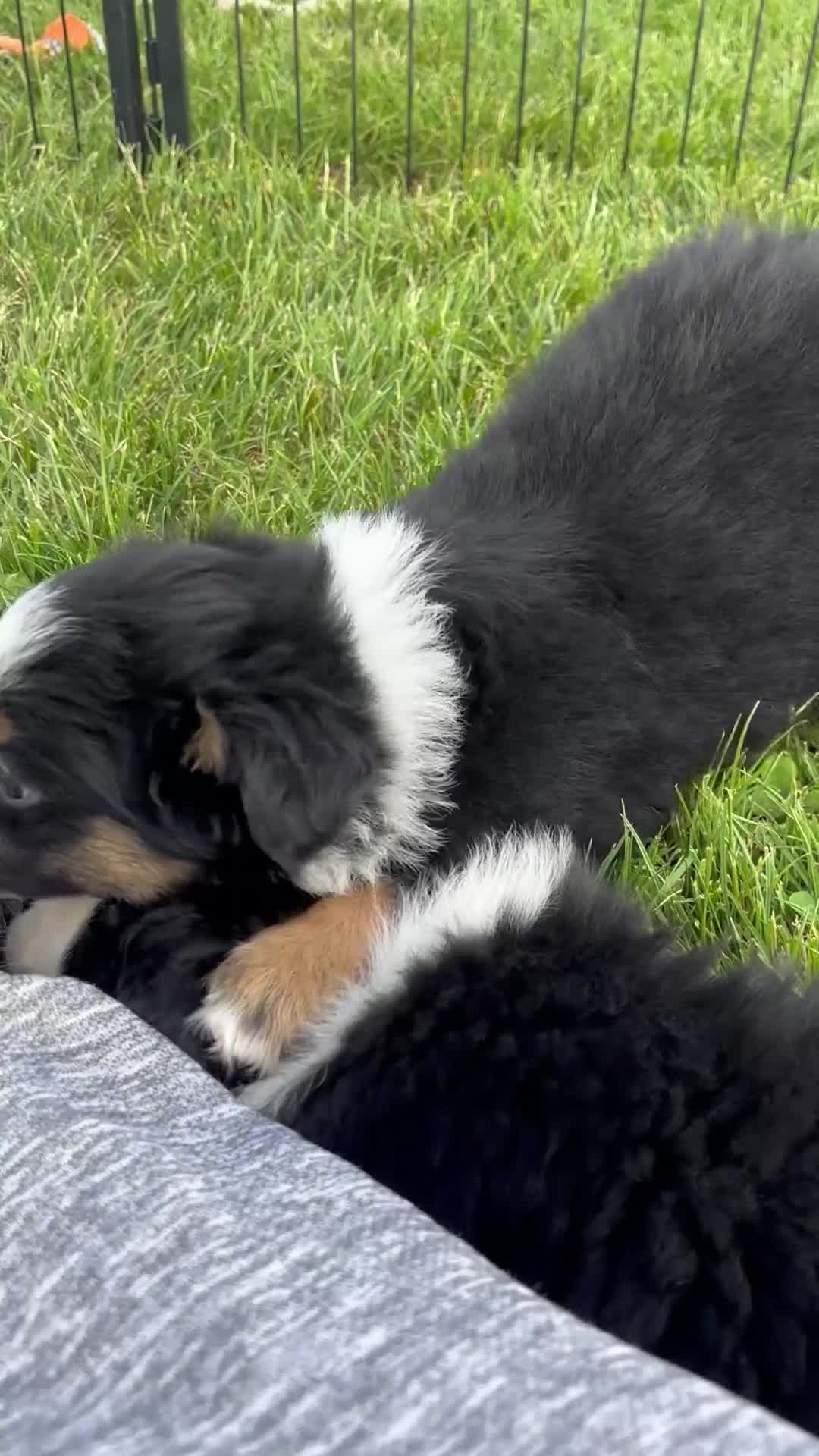 Australian Shepherd dogs for sale: Max  - Video 2