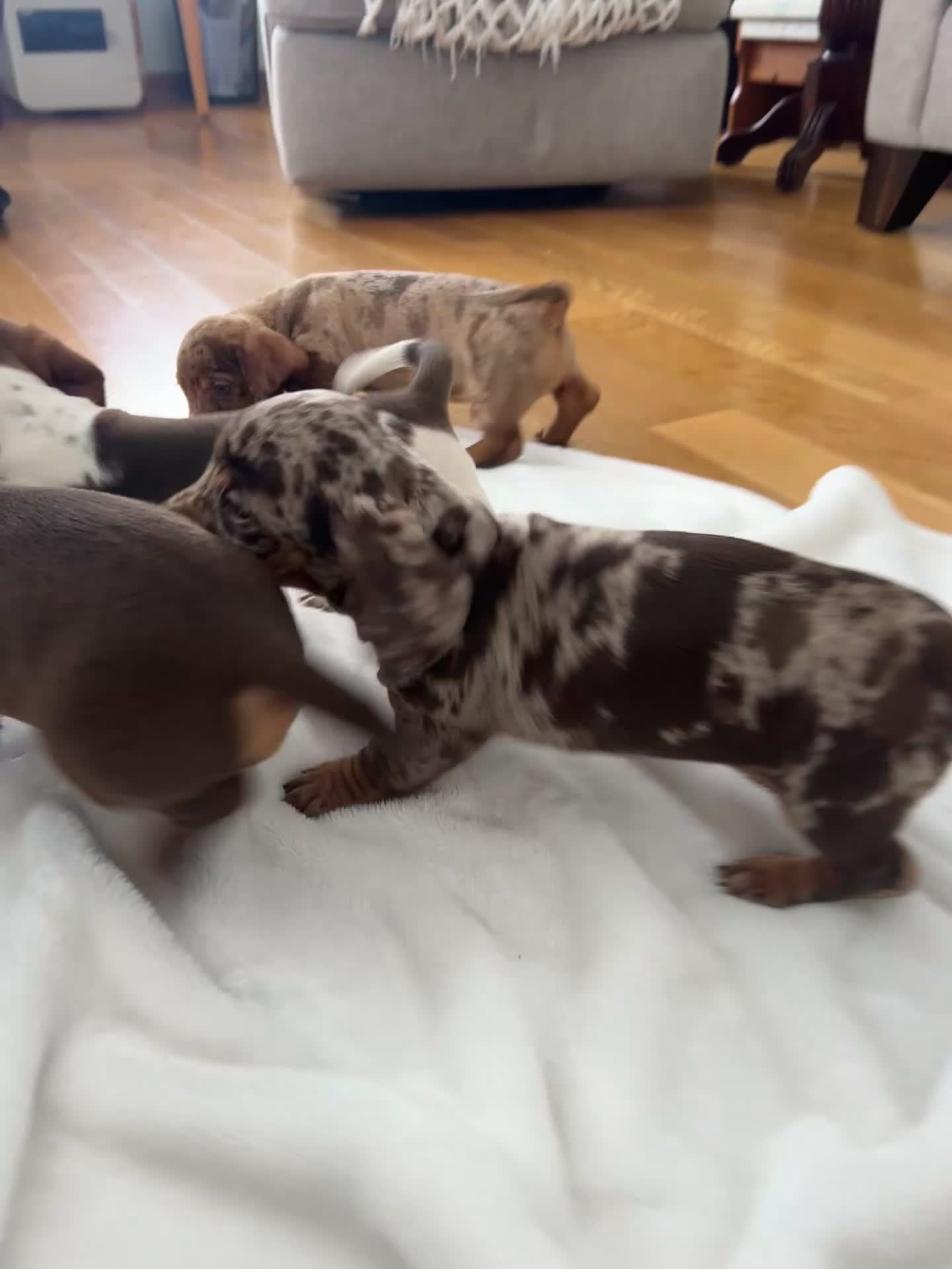 Miniature Dachshund dogs for sale: Dasher - Video 1