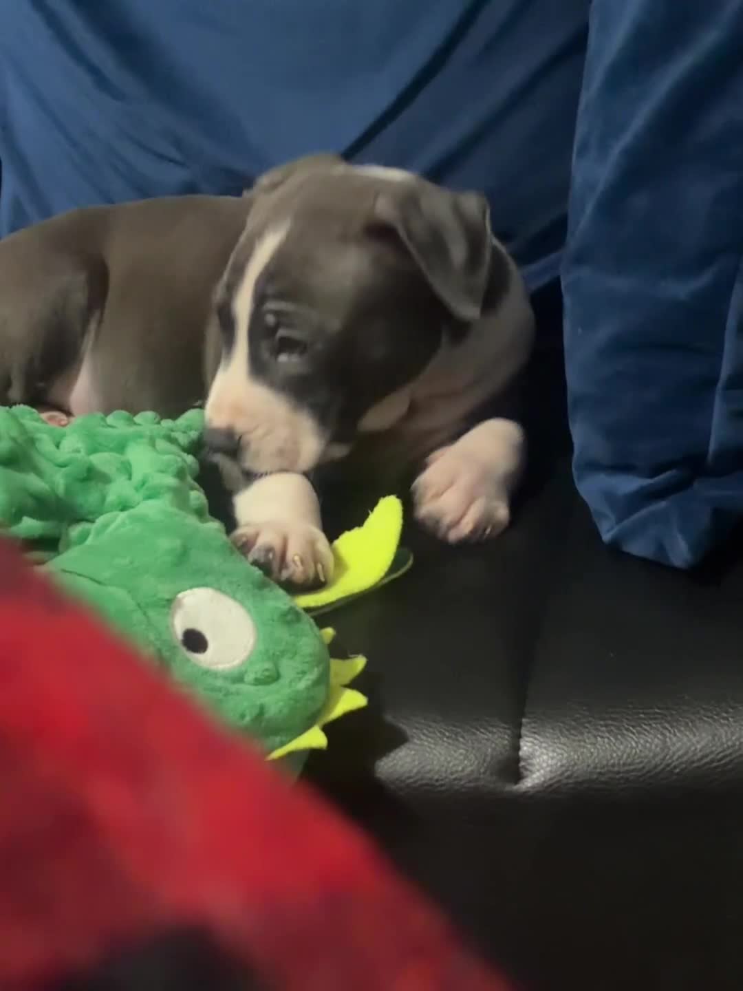 American Pit Bull Terrier dogs for sale: Puppy 1 - Video 1