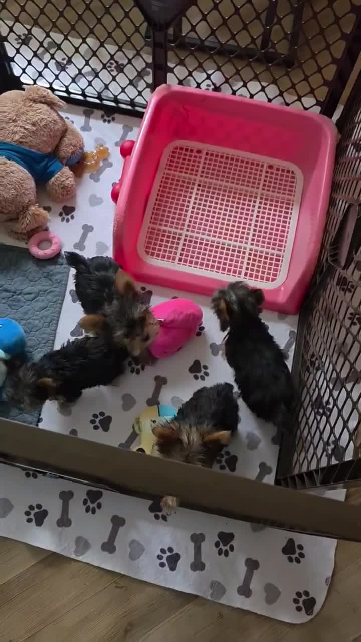 Yorkshire Terrier dogs for sale: AKC MIDNIGHT (Teacup) - Video 1