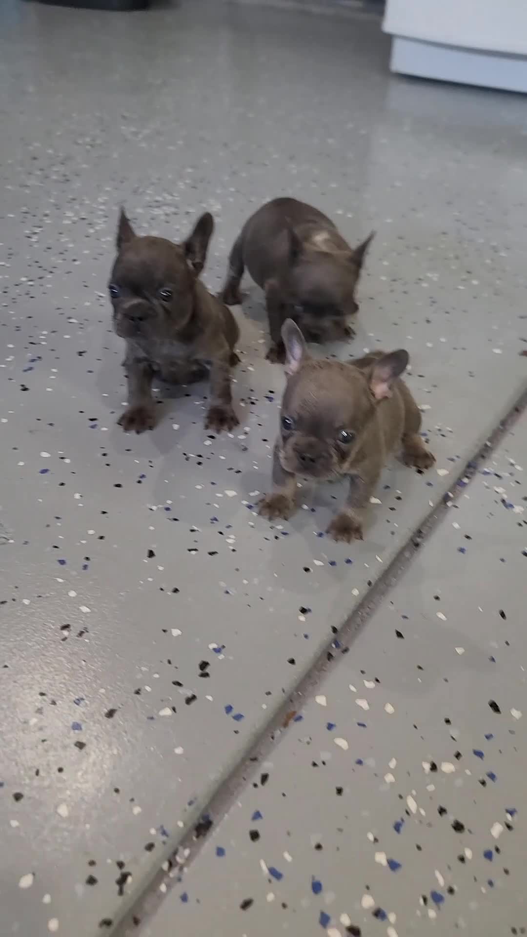 French Bulldog dogs for sale: French Bulldog Puppy 7 - Video 1