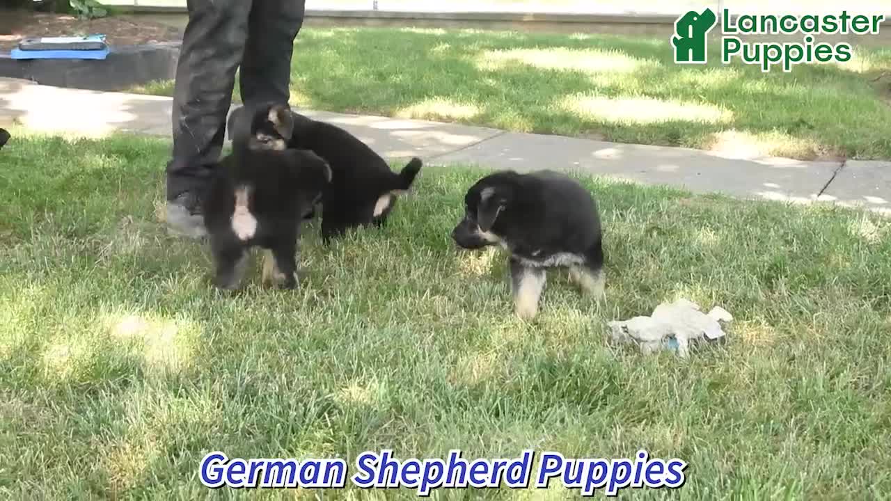 German Shepherd dogs for sale: Duke - Video 1