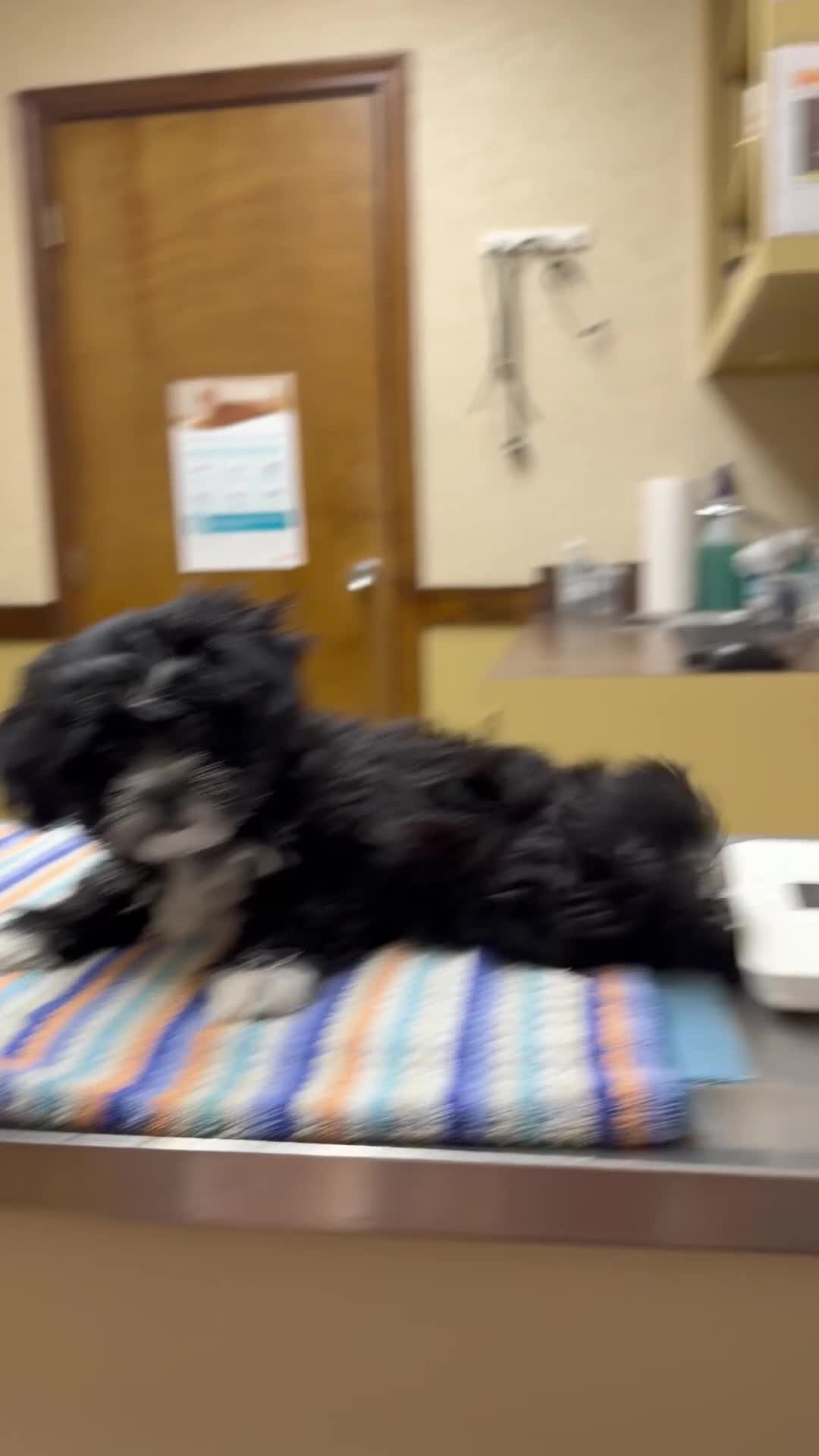 Teddy Bear dogs for sale: Oreo - Video 1