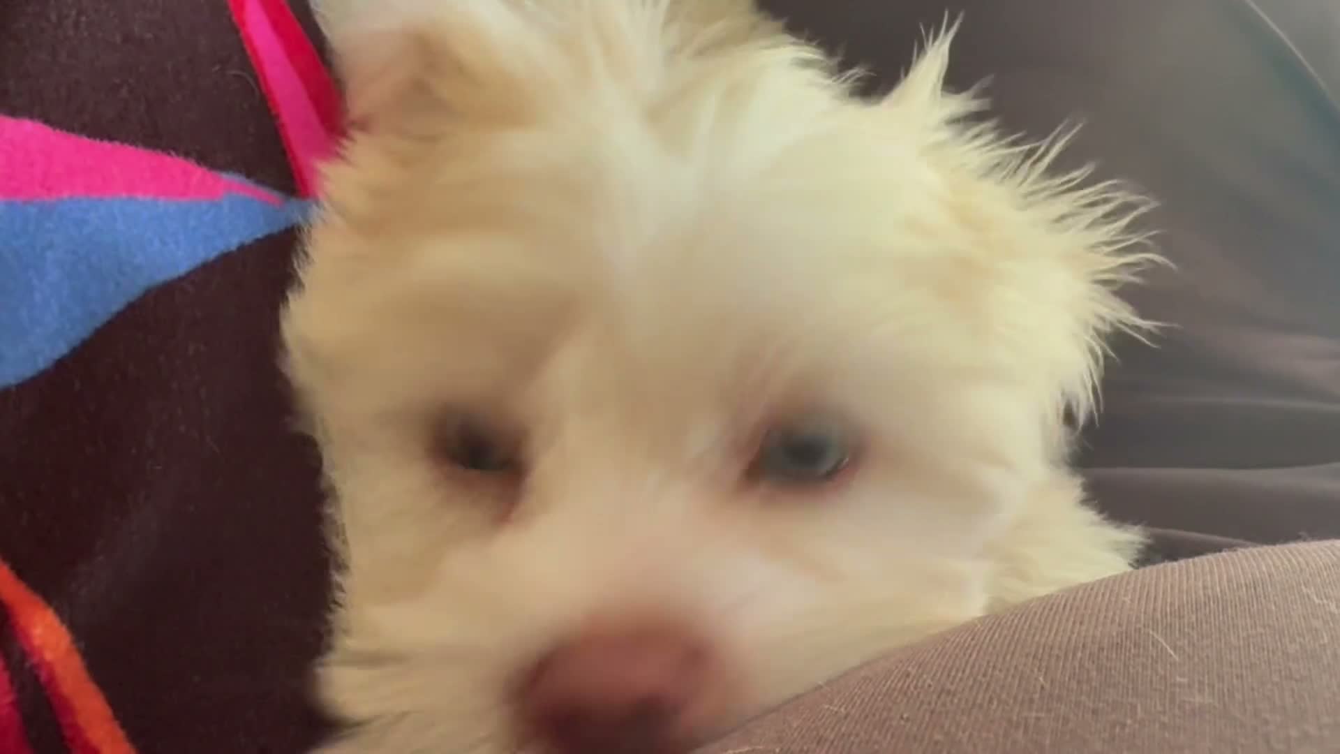 Mixed Breed dogs for sale: Lyte - Video 2