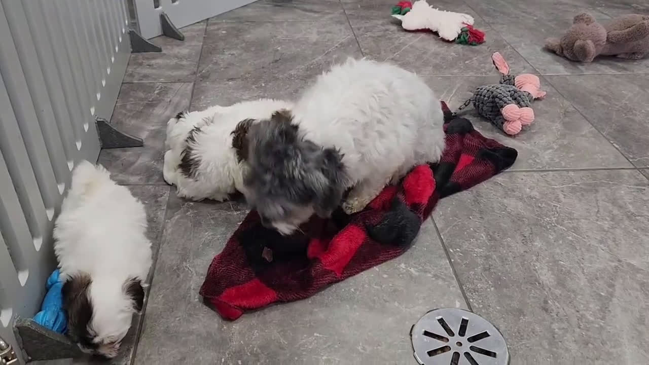 Havanese dogs for sale: VANCE - Video 2