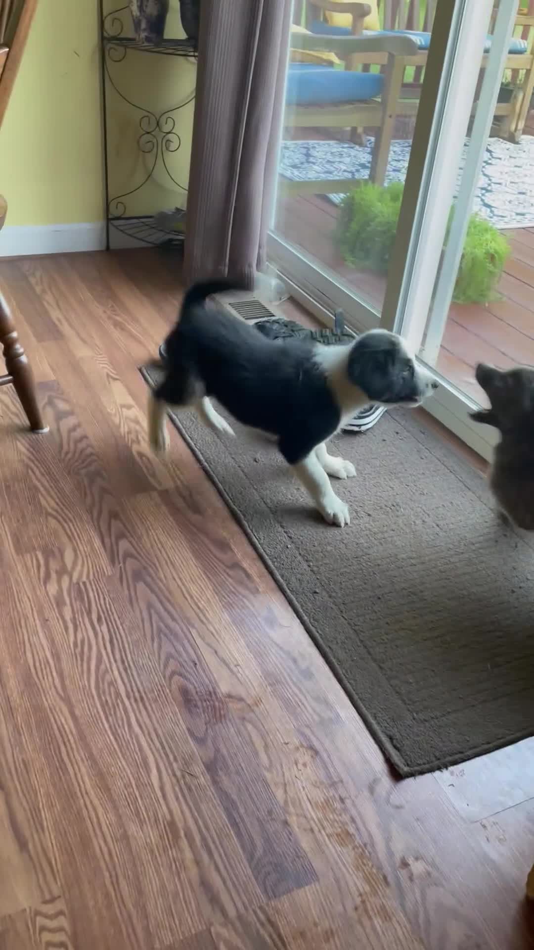 Mixed Breed dogs for sale: Louie - Video 1
