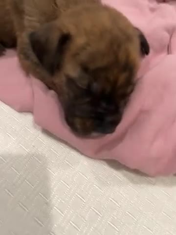Mixed Breed dogs for sale: Mixed Breed 1 - Video 1