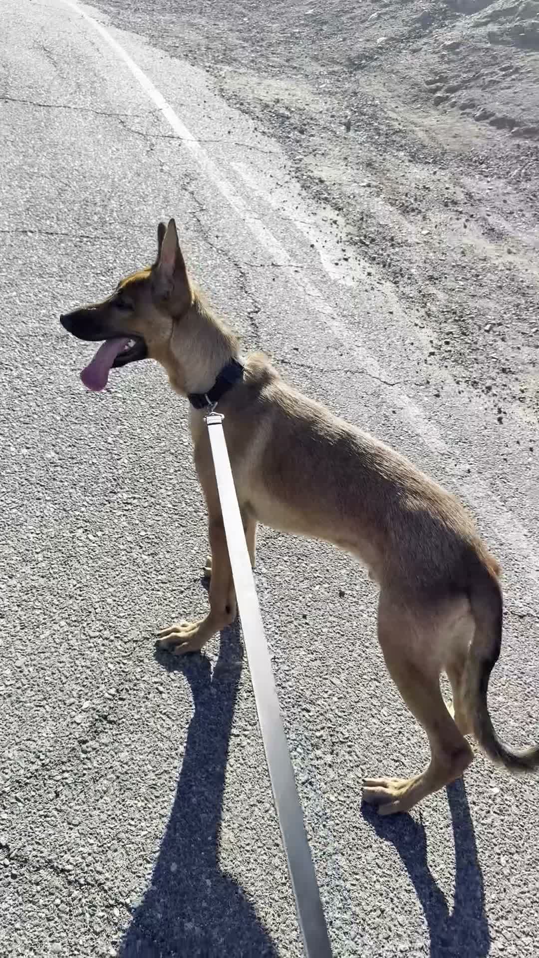 Mixed Breed dogs for sale: Apollo - Video 4