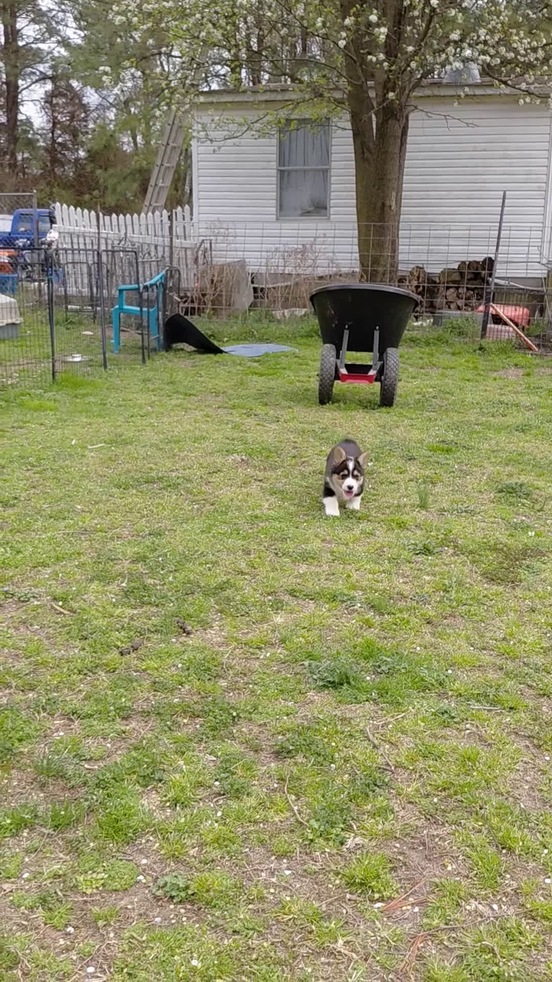 Welsh Corgi Pembroke dogs for sale: Welsh Corgi Pembroke litter of 4 puppies - Video 2