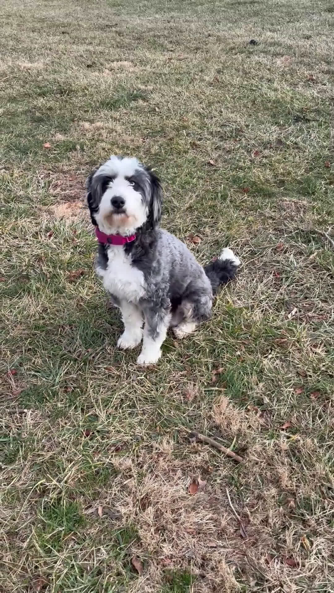 Mini Bernedoodle dogs for sale: Maggie - Video 2