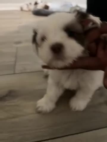 Malshi dogs for sale: FAE - Video 1