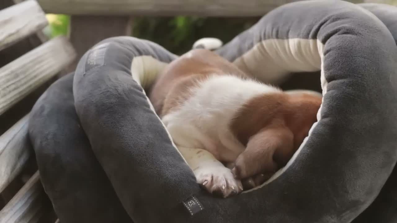 Basset Hound dogs for sale: Otis Basset Hound  - Video 1