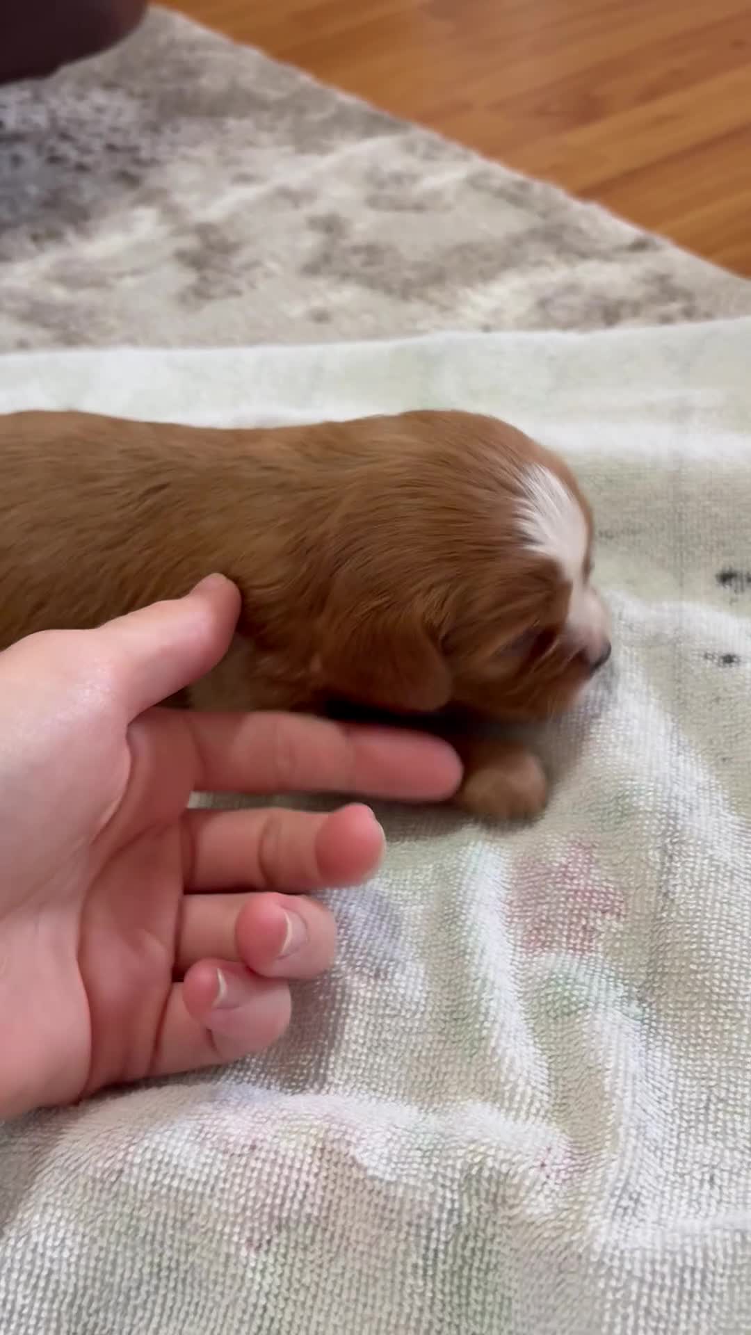 Cavapoo dogs for sale: Pickles - Video 1