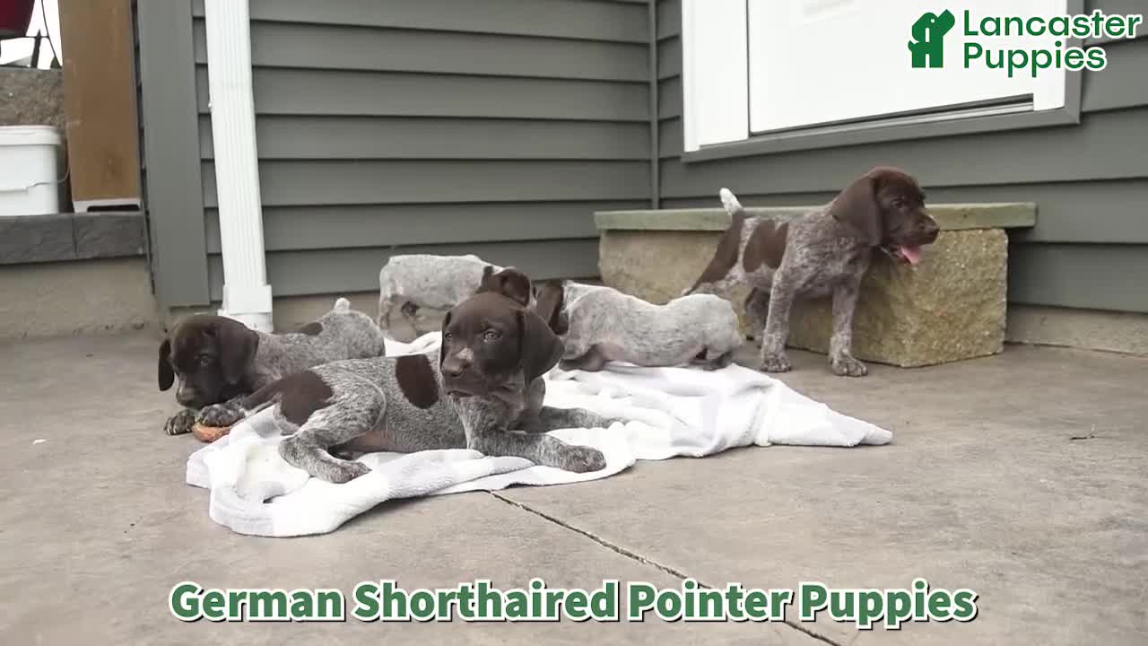 German Shorthaired Pointer dogs for sale: Dandy  - Video 1