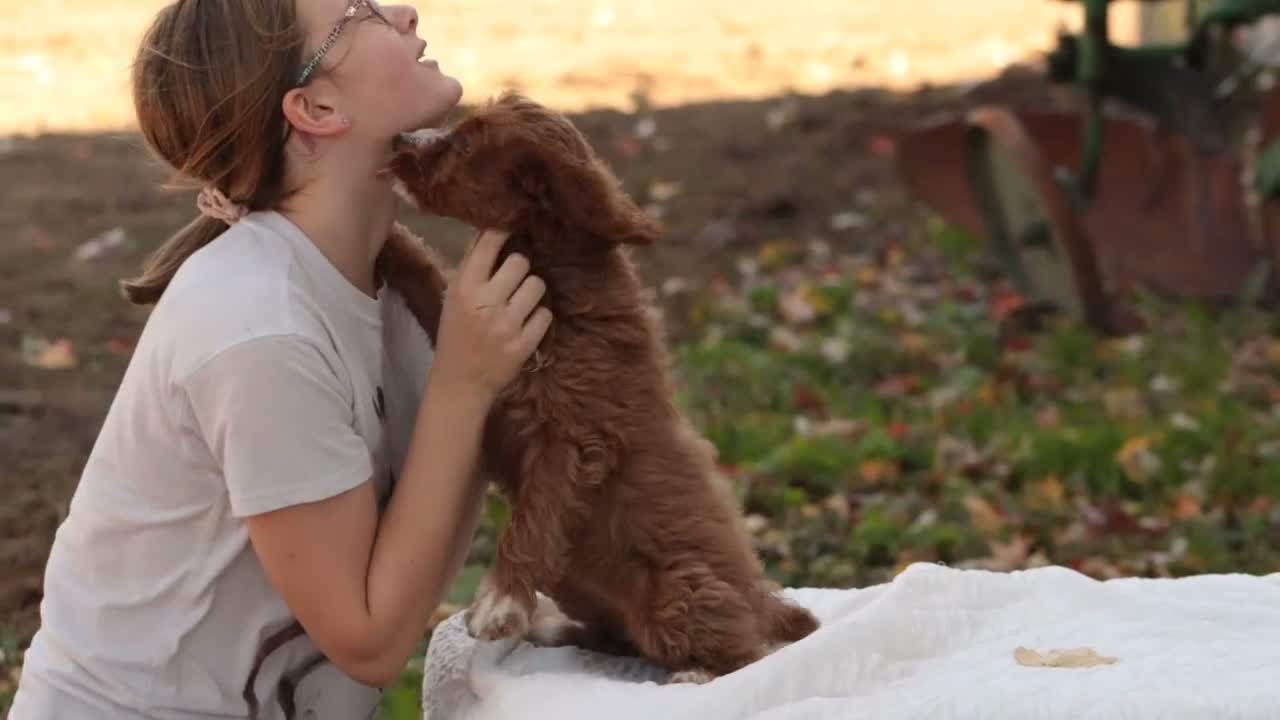 Cavapoo dogs for sale: Avery Cavapoo  - Video 1