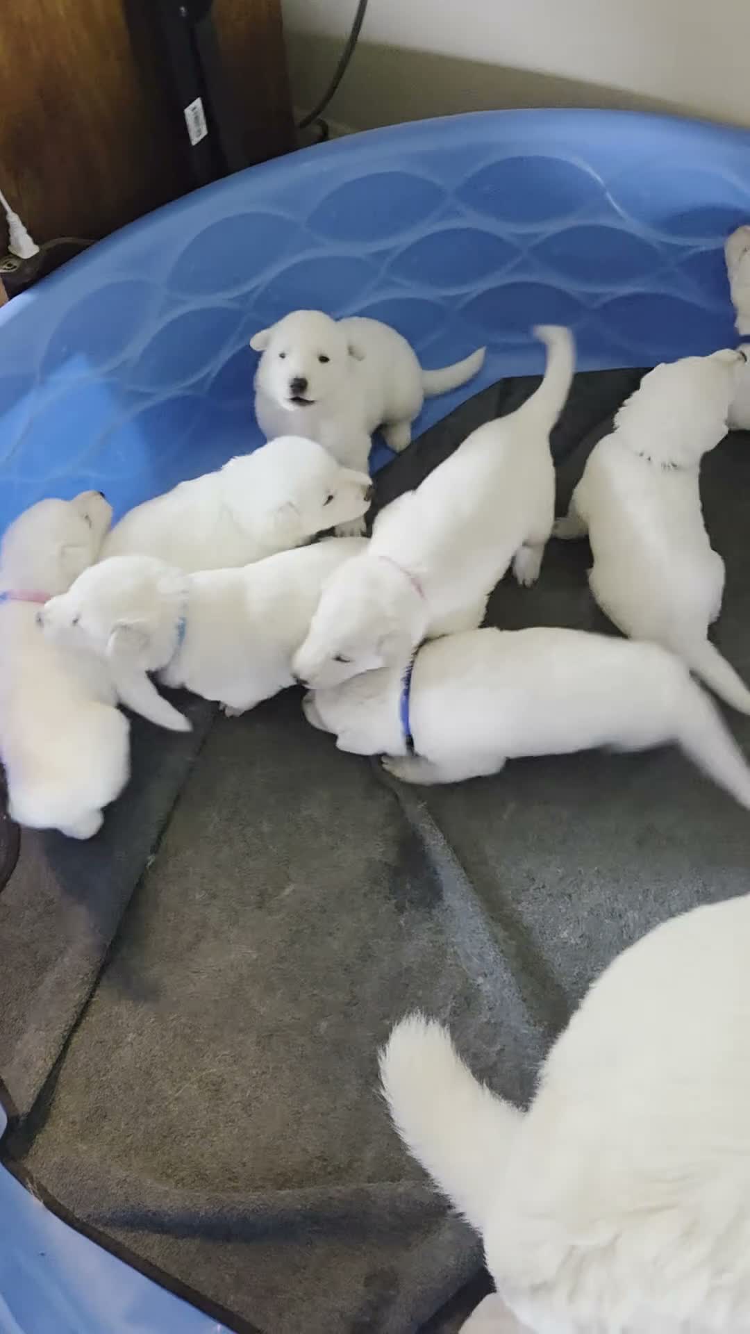 German Shepherd dogs for sale: Light Pink - Video 1