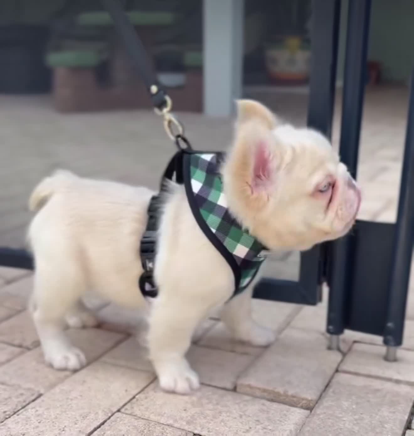 French Bulldog dogs for sale: Leo - Video 1