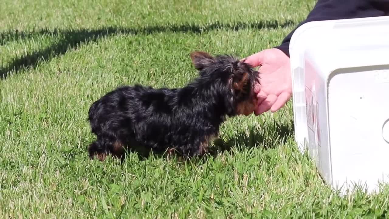 Yorkshire Terrier dogs for sale: Drake - Video 1