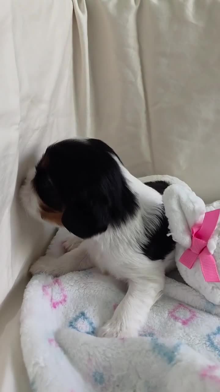 Cavalier King Charles Spaniel dogs for sale: Bambi - Video 1