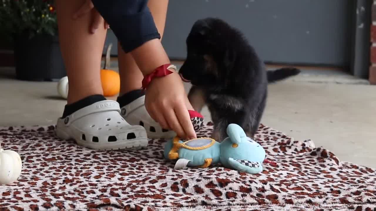 German Shepherd dogs for sale: Mason - Video 1
