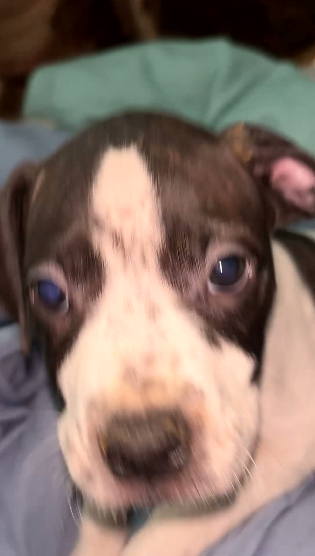 Mixed Breed dogs for sale: Mixed Breed 2 - Video 1