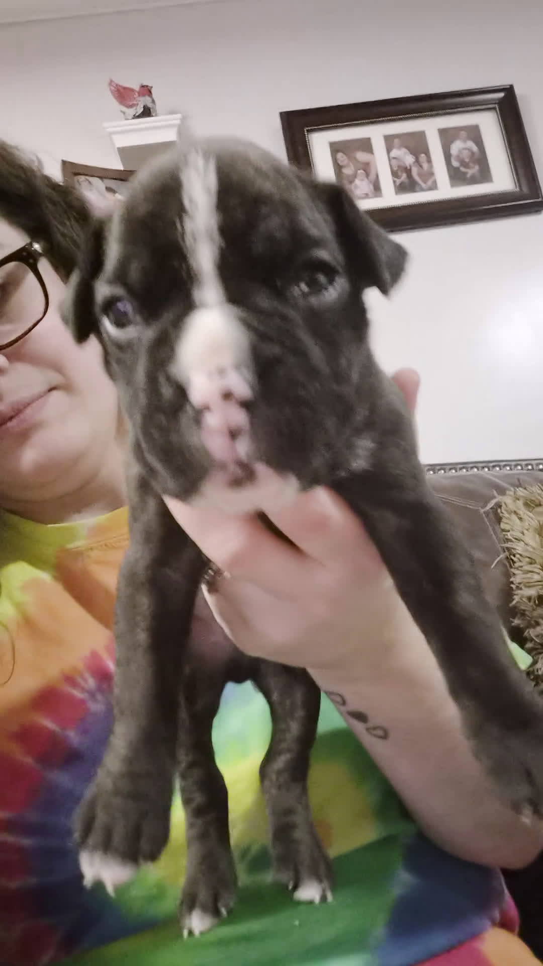 Boxer dogs for sale: Red - Video 2