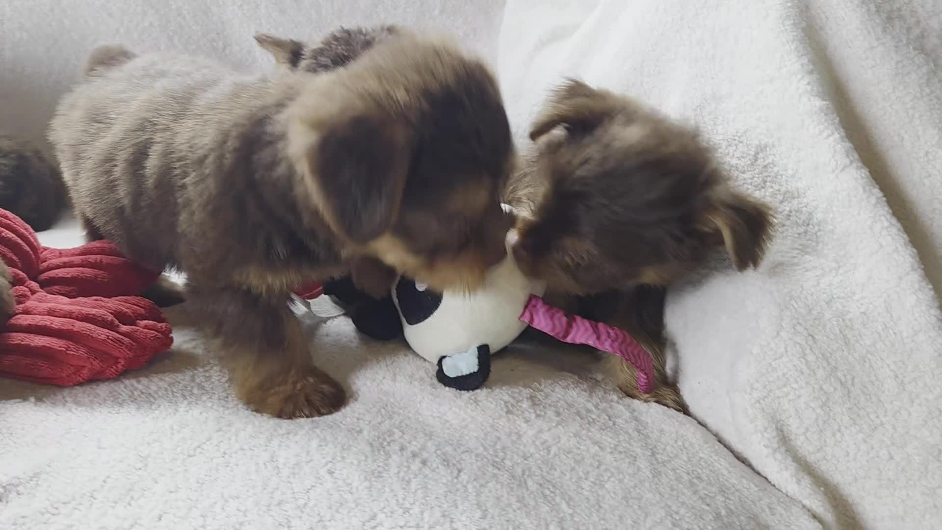 Yorkshire Terrier dogs for sale: Garth - Video 1