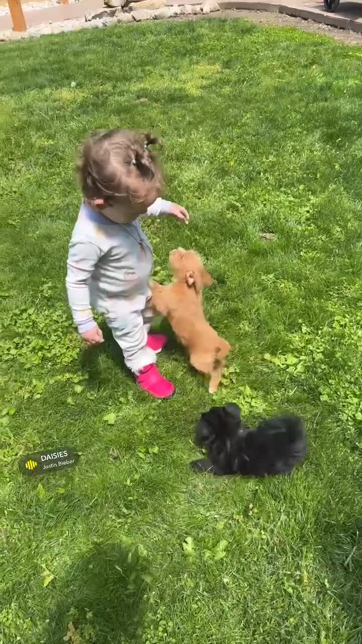 Mixed Breed dogs for sale: Pheobe - Video 1
