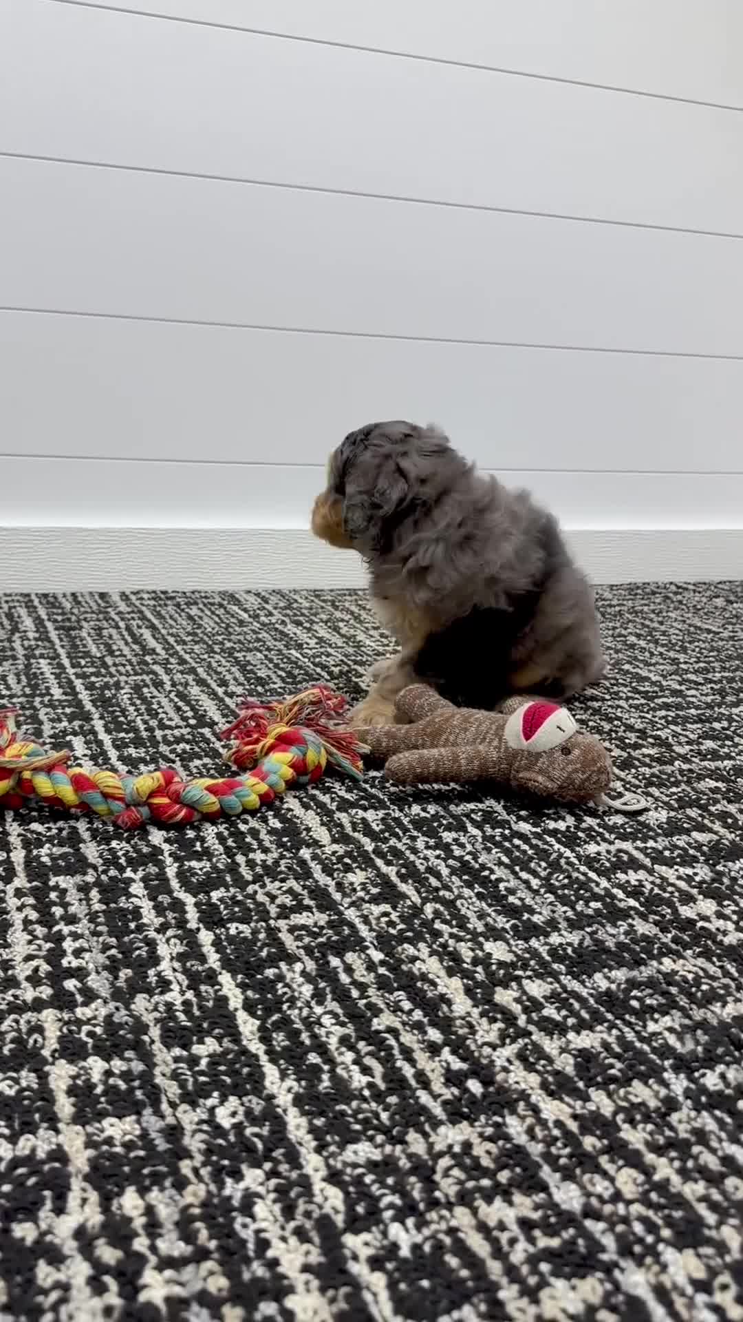 Mini Goldendoodle dogs for sale: Max 🐶😘 - Video 1