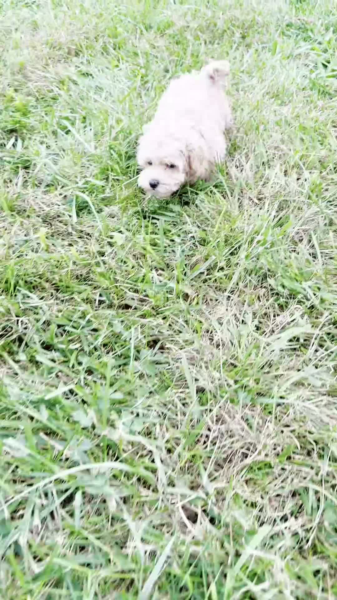 Maltipoo dogs for sale: Maddie Mae - Video 1