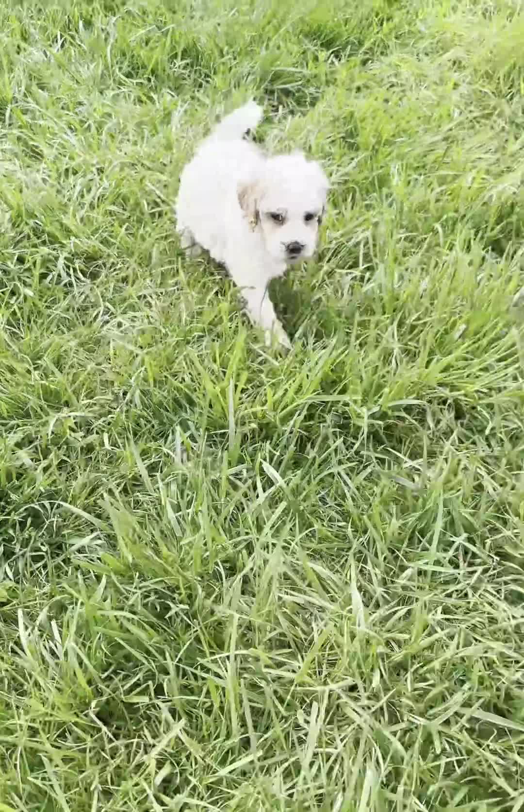 Maltipoo dogs for sale: Dash - Video 1